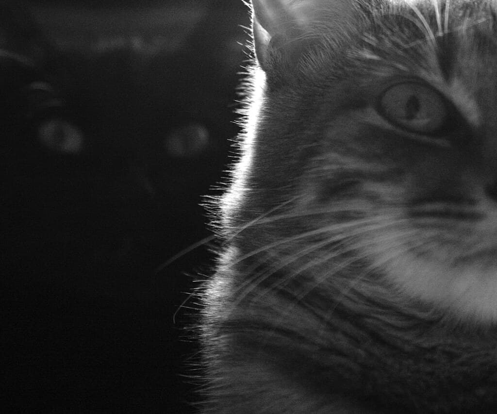 Two cats