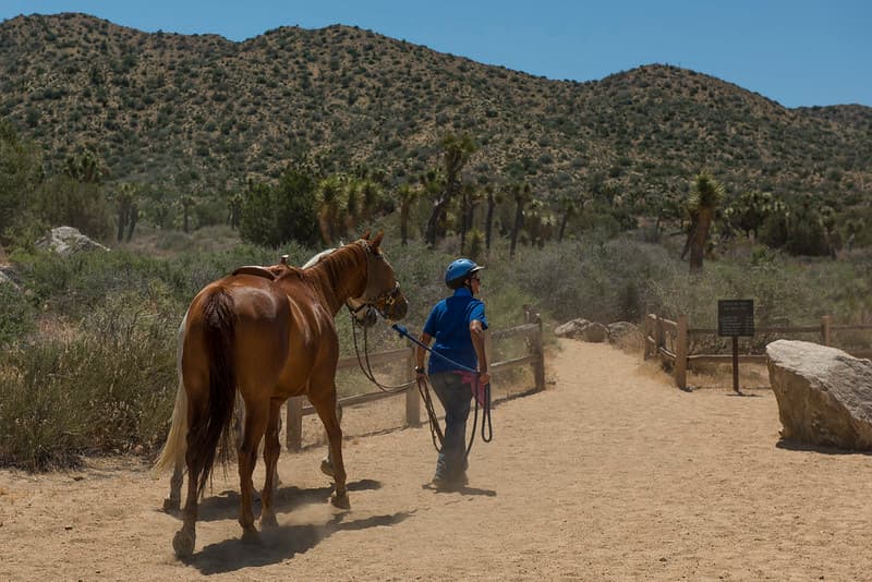 Horses at Black Rock