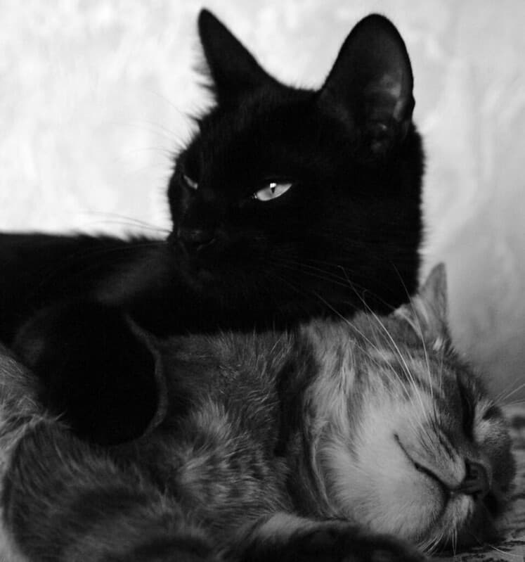 Two cats
