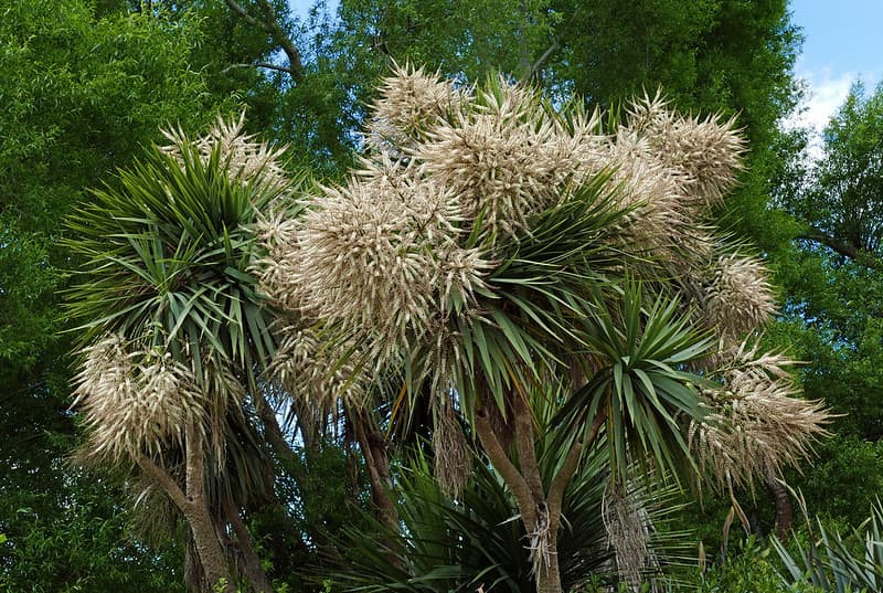 Cordyline australis. (cabbage tree) NZ