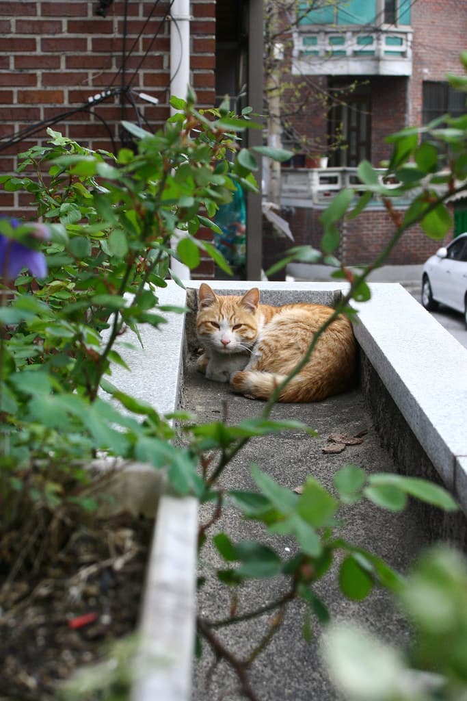 Ko-short-cat