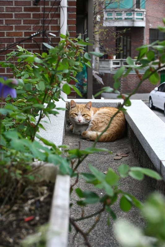 Ko-short-cat
