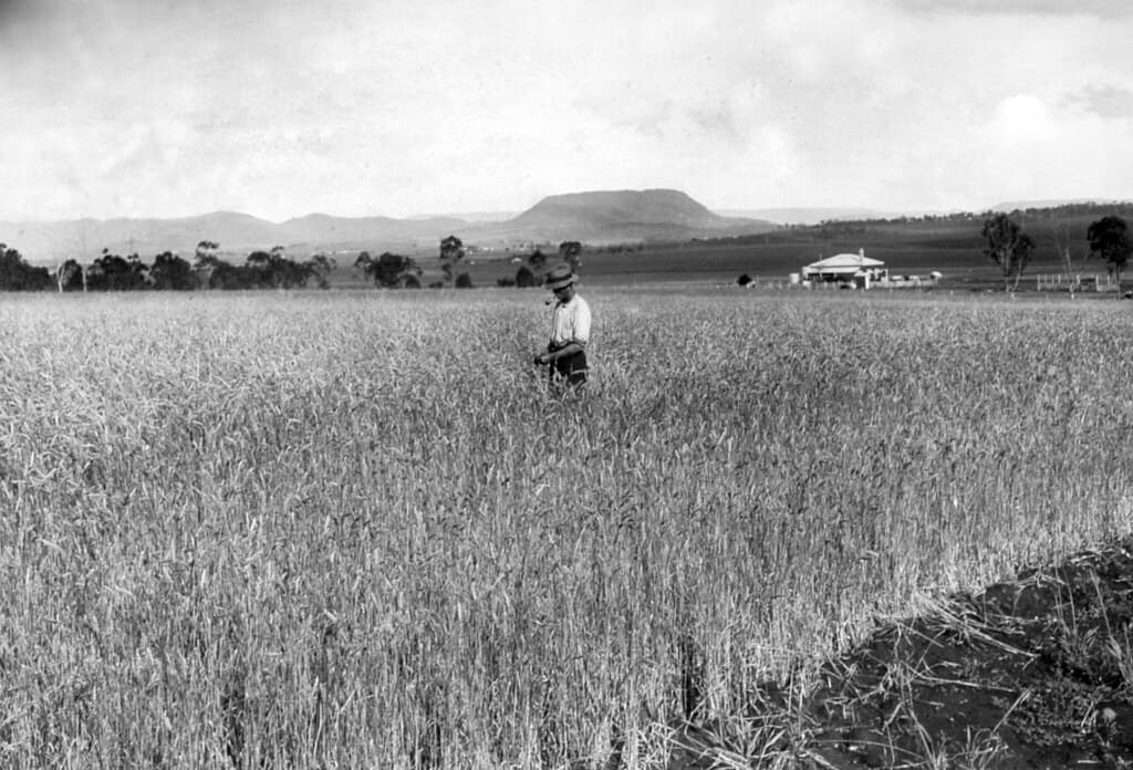 Field of wheat, Campbell's Plains, Darling Downs
