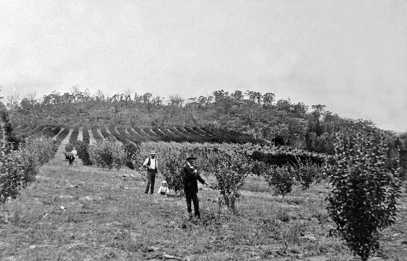 Fruit Orchard, Ballandean, Stanthorpe District