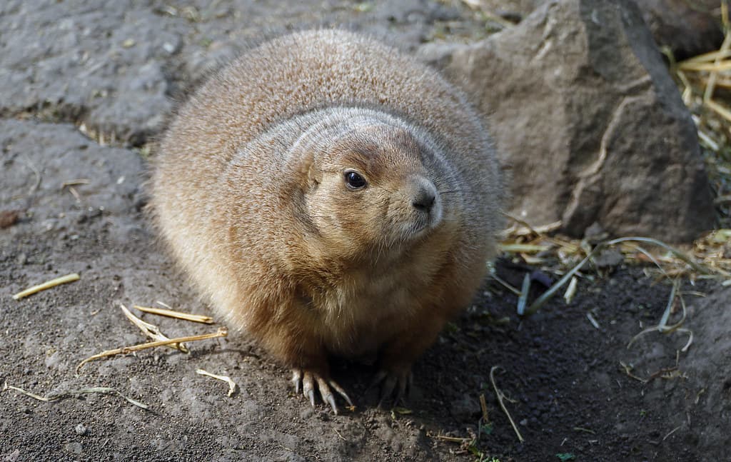 The black-tailed prairie dog (Cynomys ludovicianus)