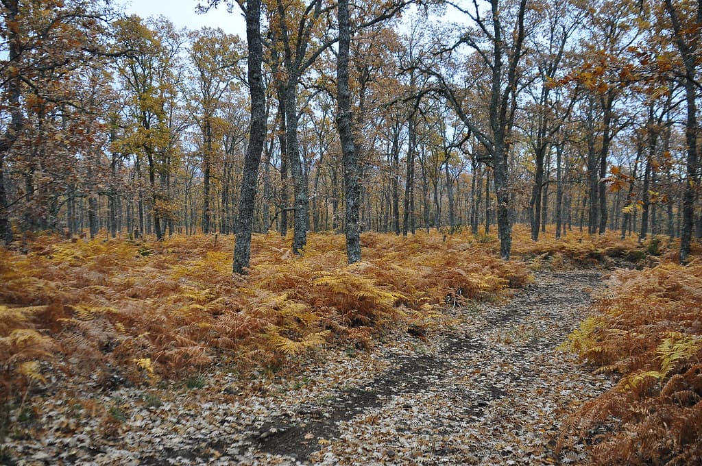 Fern road