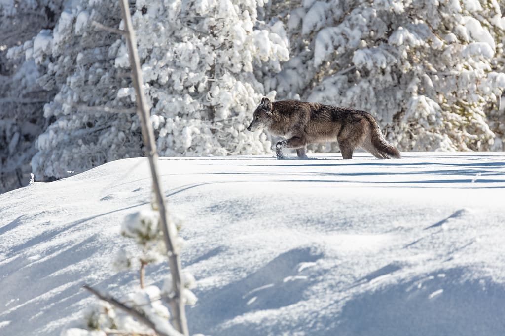 Wolf moving through fresh snow
