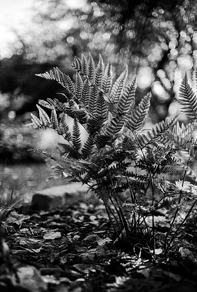 Fern wonderland