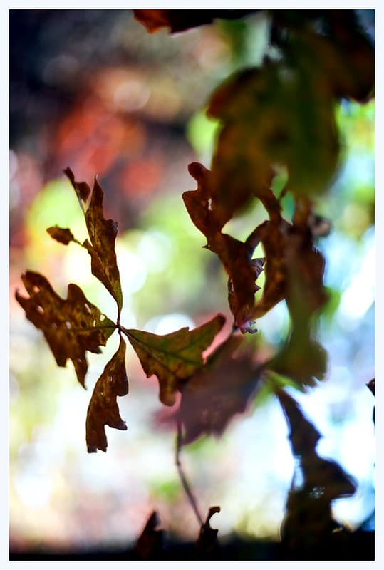 Bokeh abstract