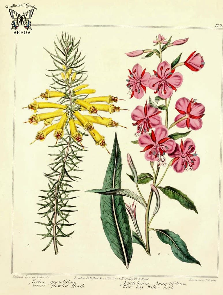 Great-flowered Heath and Rosebay Willowherb.