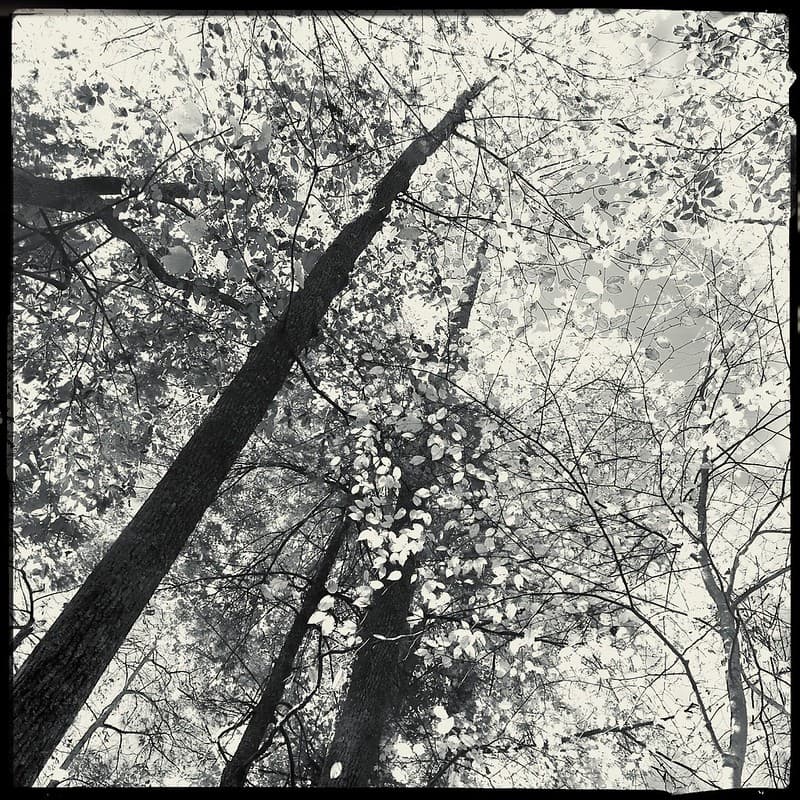 November Abstract