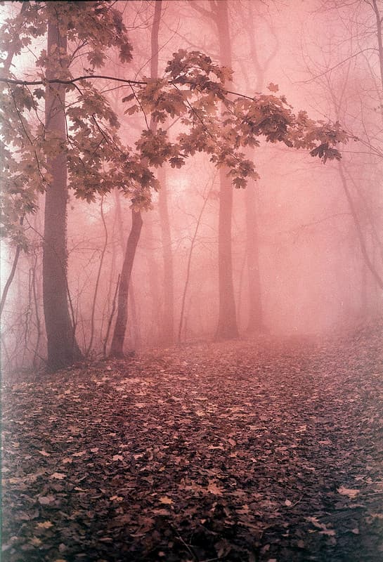 Foggy forest