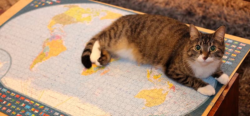 'What do mean, Cats don't rule the world?'