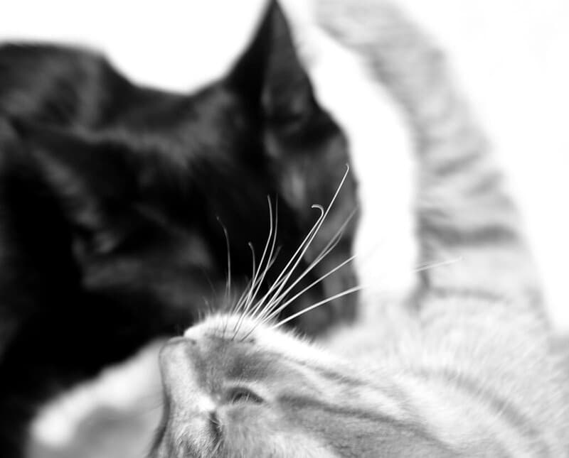 Two cats