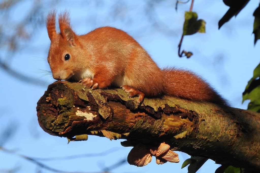 Red squirrel