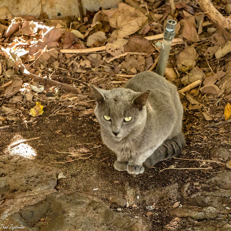Feral cat