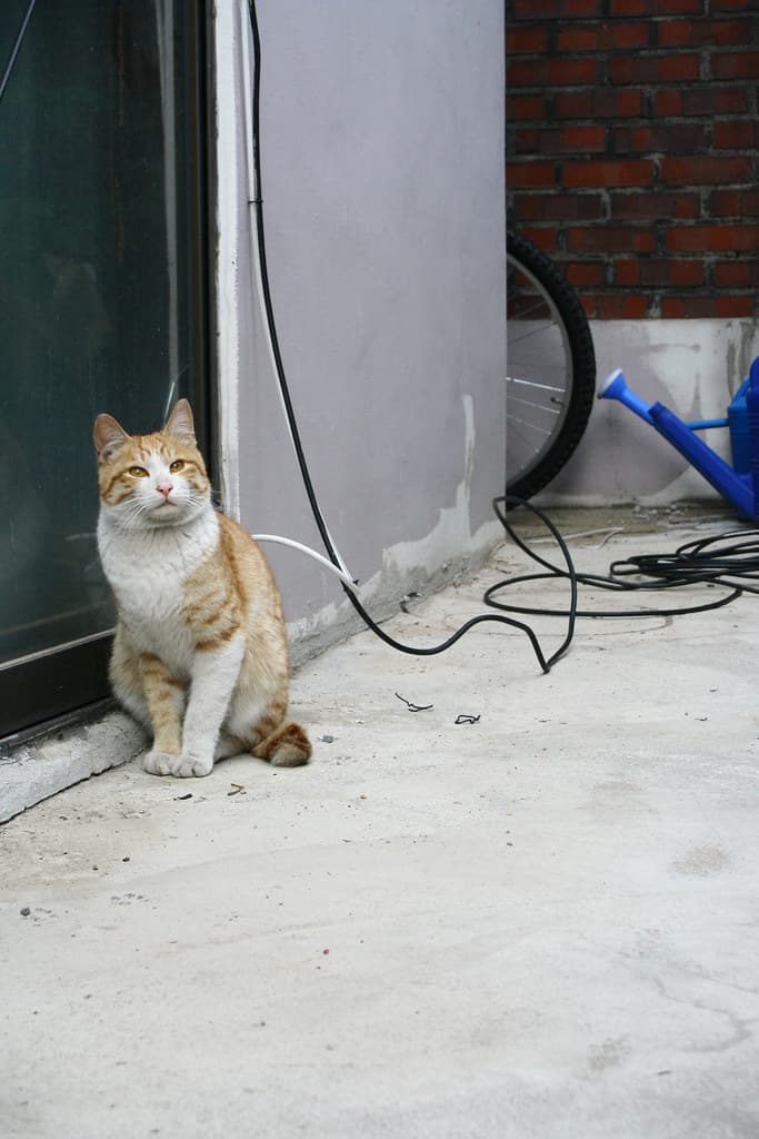 Ko-short-cat