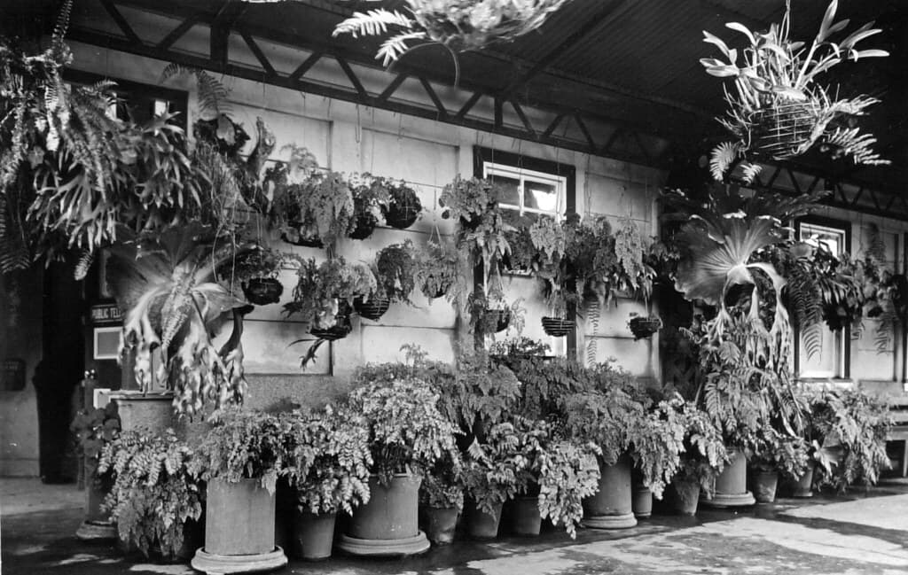 Varieties of ferns on railway station, Kuranda, Northern Queensland