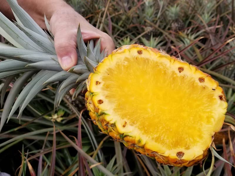 Pineapple (Ananas comosus): Translucent fruit pulp
