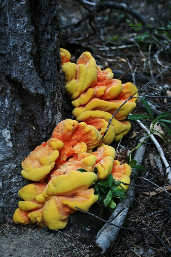 2007. Sulfur shelf fungus (Laetiporus sulphureus).