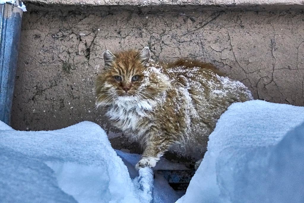 Homeless cat