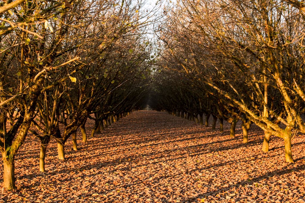 Hazelnut orchard in fall