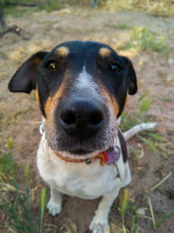 Snout Dog