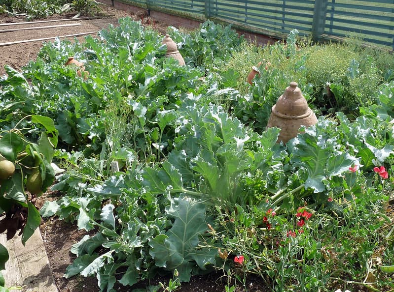 Lower Lovetts Farm organic kitchen garden (11)