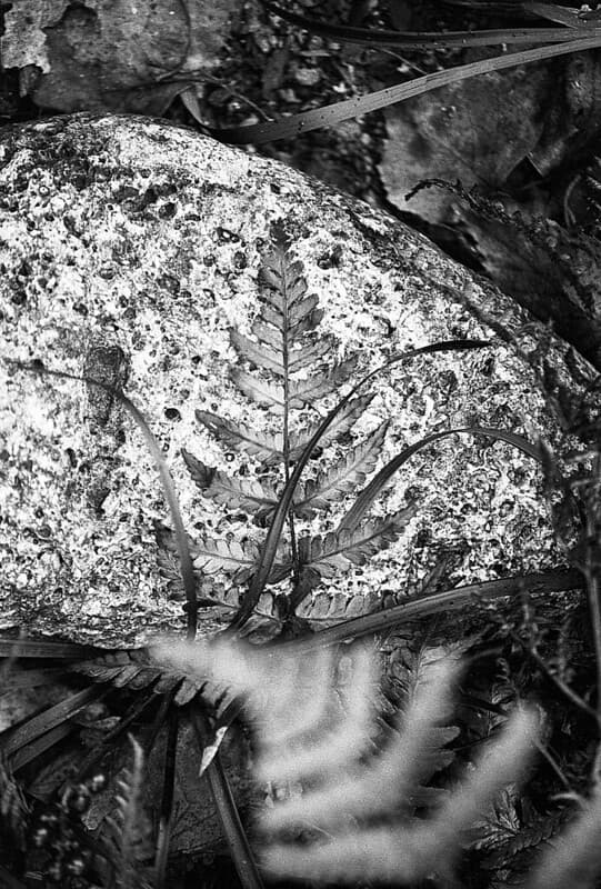 Ferns