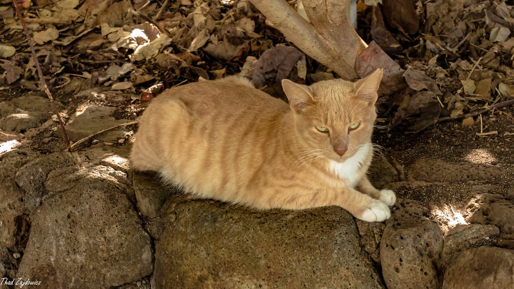 Feral cat