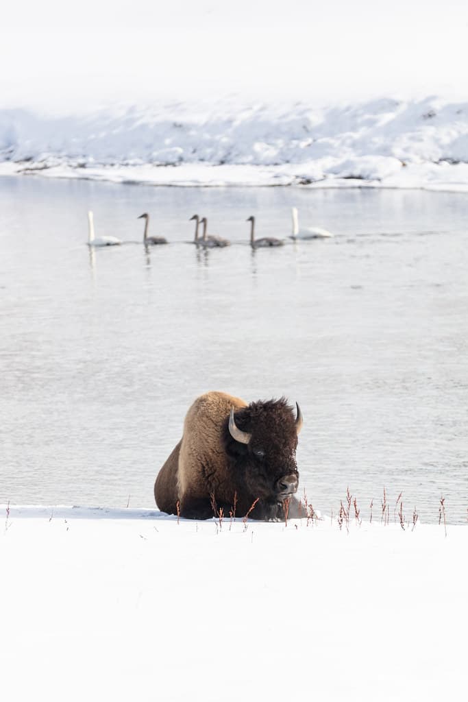 A bison resting along the Yellowstone River as trumperter swans