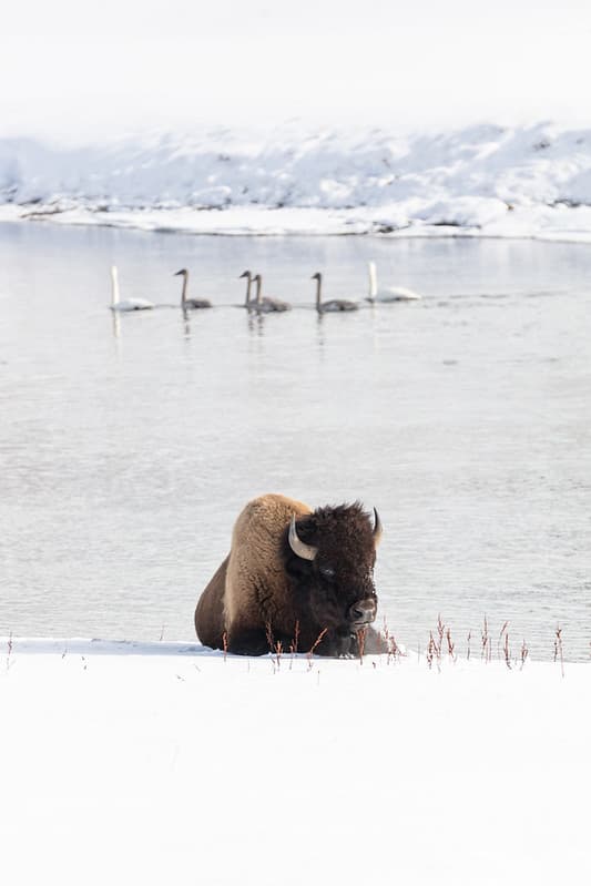 A bison resting along the Yellowstone River as trumperter swans