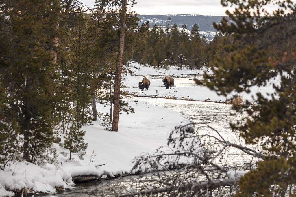 Bison searching for food along Nez Perce Creek
