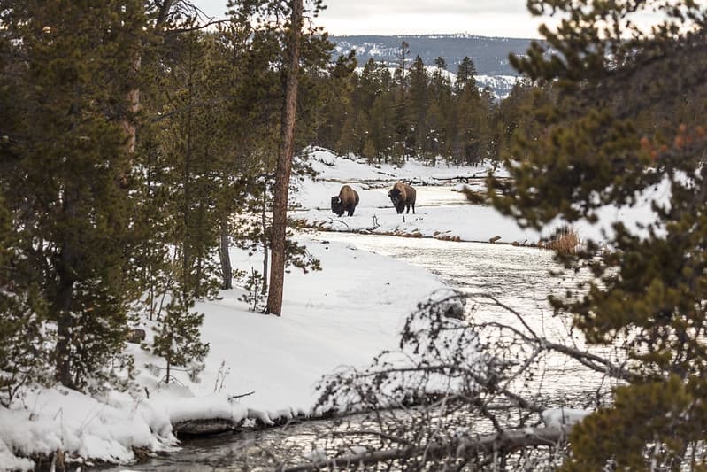 Bison searching for food along Nez Perce Creek