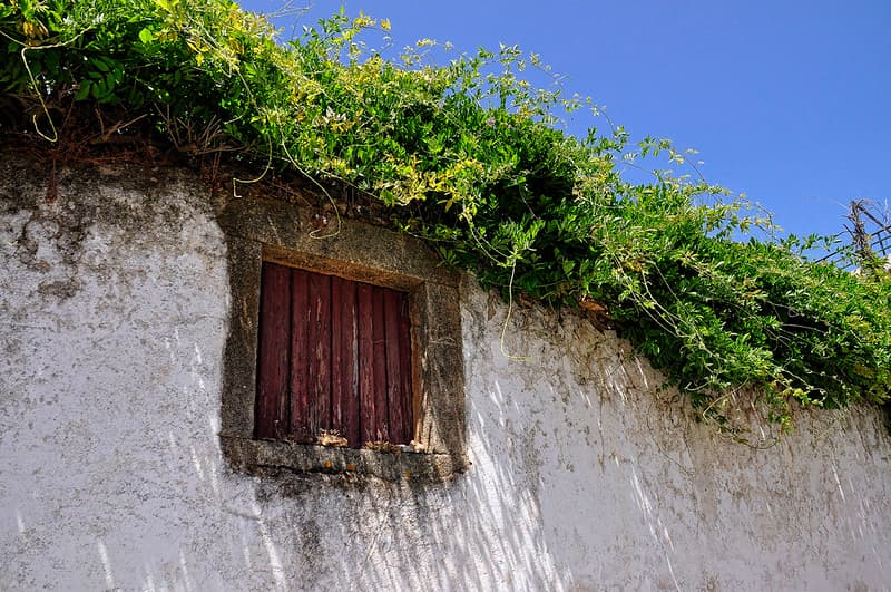 Window