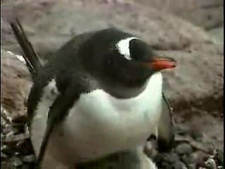 Penguins in a Family Way (on Vimeo)