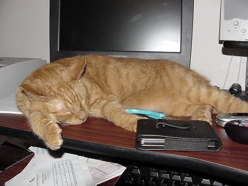 Orange-cat