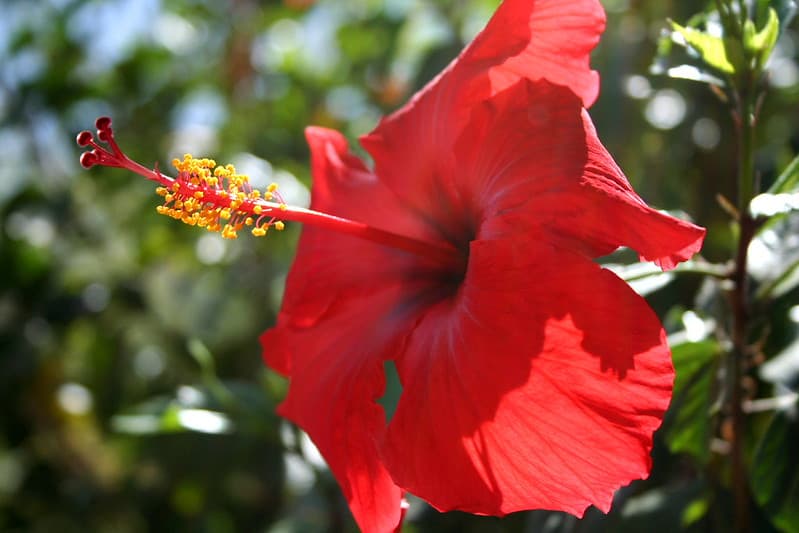 Hibiscus Antenna
