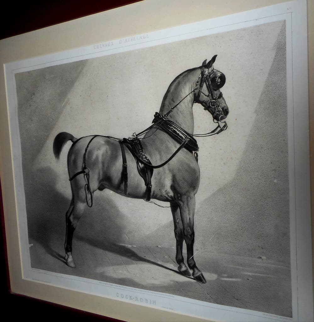 Alfreddedreux, emilelassalle, horse