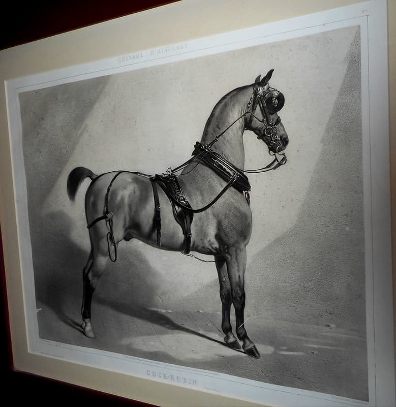 Alfreddedreux, emilelassalle, horse