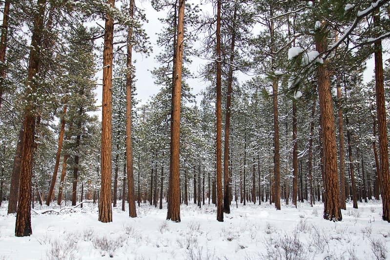 Fresh, landscape, metolius