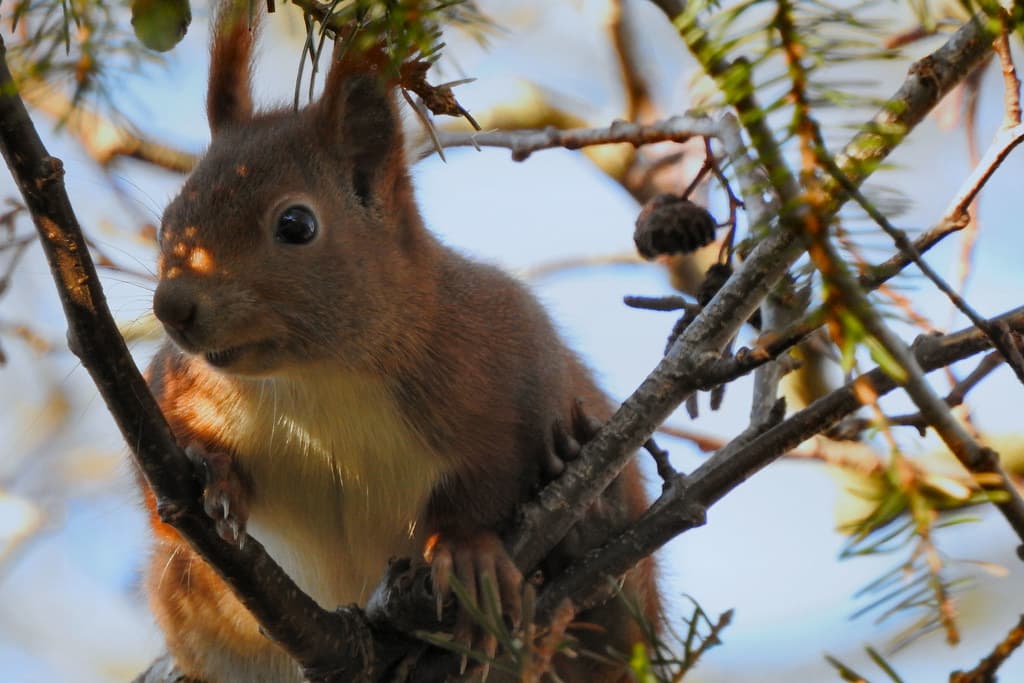 Squirrel