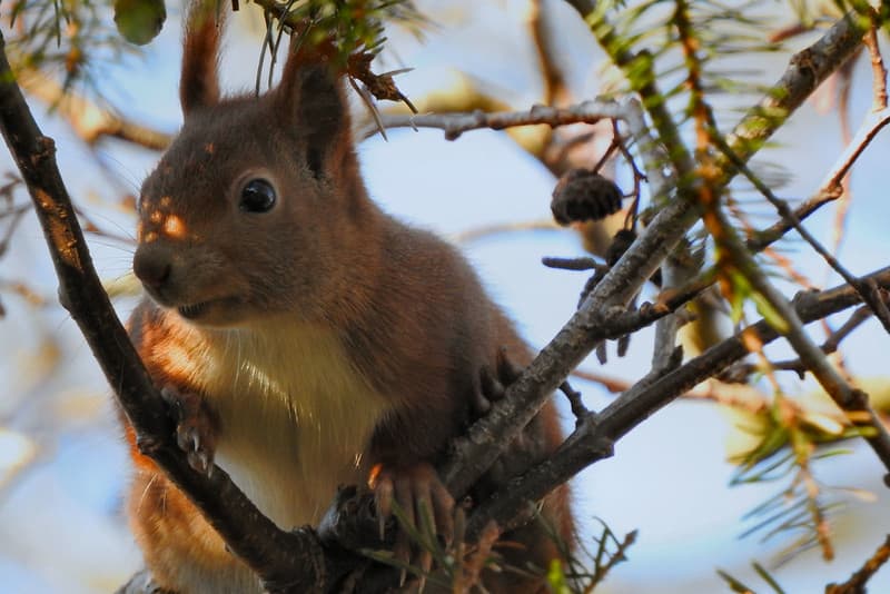 Squirrel