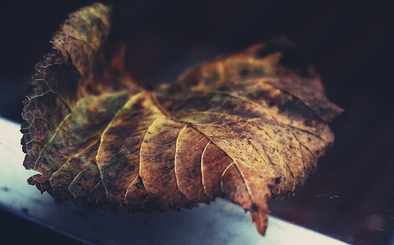 Leaf caught in a web outside my window