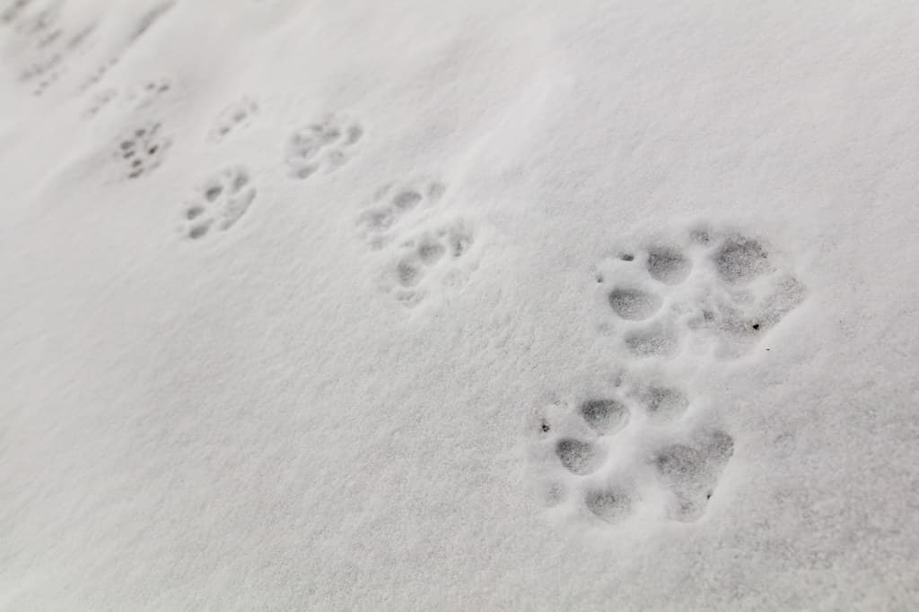 Wolf tracks on Fountain Freight road