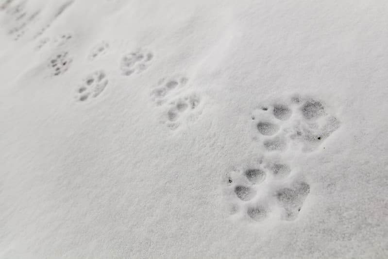 Wolf tracks on Fountain Freight road