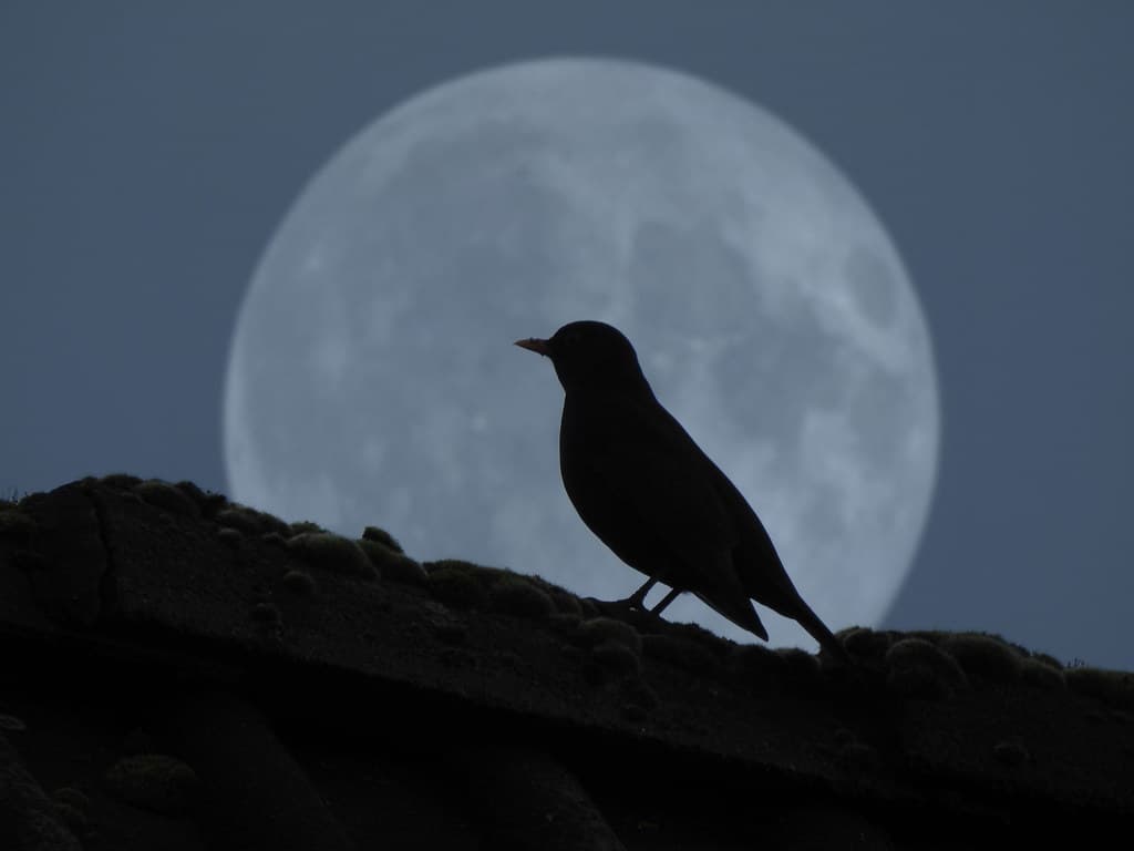 The bird in the moon