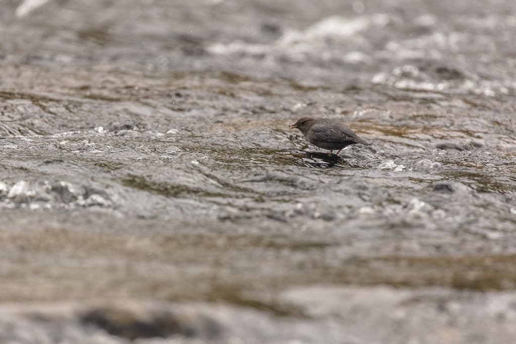 American Dipper with food in its beak