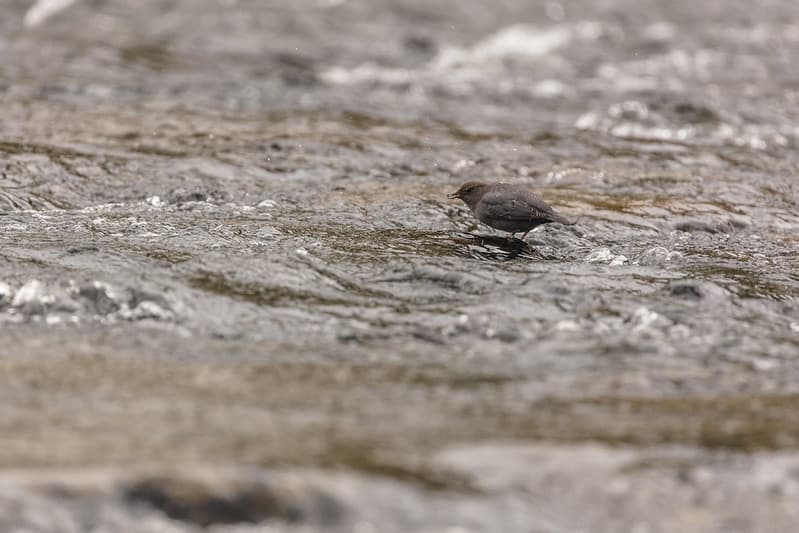 American Dipper with food in its beak