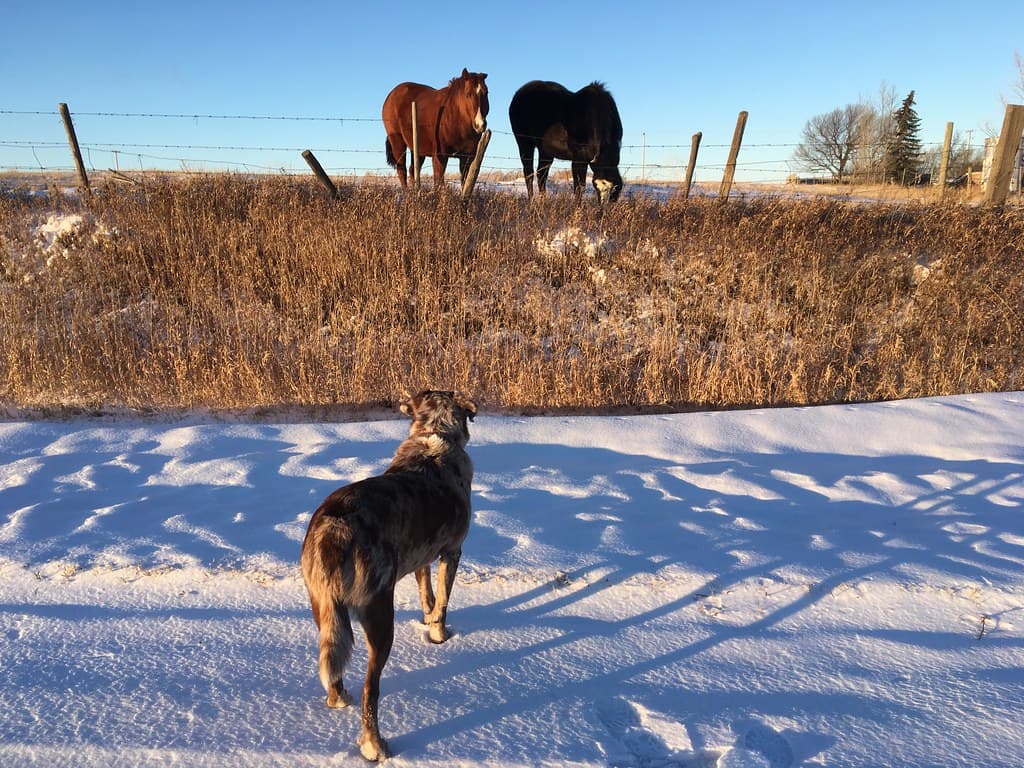 My Those Two Dogs Are Big!